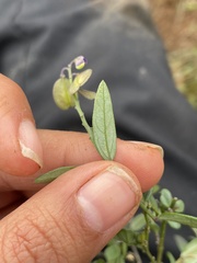 Hebecarpa barbeyana