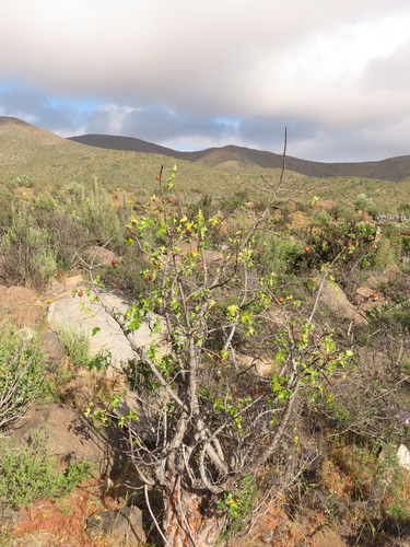 Image of Vasconcellea chilensis by (c) Nicolás Lavandero, some rights reserved (CC BY)