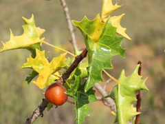 Vasconcellea chilensis