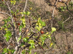 Vasconcellea chilensis