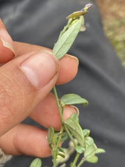 Hebecarpa barbeyana