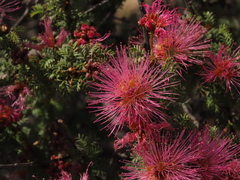 Calliandra chilensis