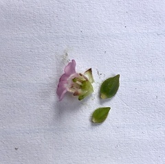 Euchaetis meridionalis