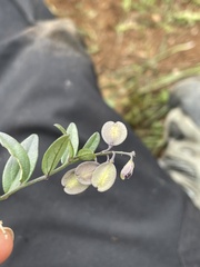 Hebecarpa barbeyana
