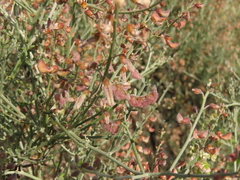 Adesmia argentea