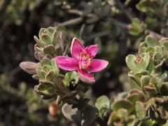 Krameria cistoidea