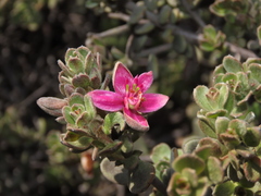 Krameria cistoidea