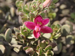 Krameria cistoidea