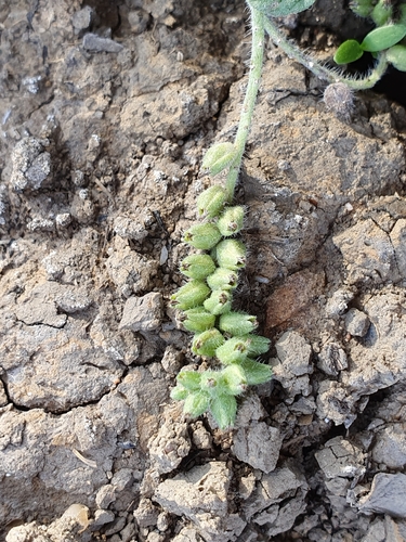Image of Heliotropium supinum by (c) Mehdi Chetibi, some rights reserved (CC BY)