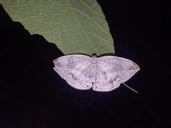 Cyclidia substigmaria