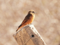 Hirundinea ferruginea