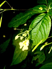 Impatiens parviflora