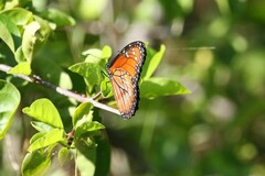 Danaus eresimus