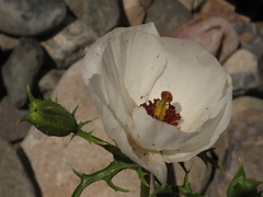 Argemone hunnemannii