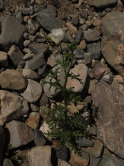 Argemone hunnemannii