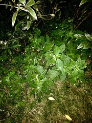 Impatiens parviflora