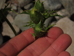 Argemone hunnemannii