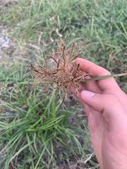 Cyperus esculentus