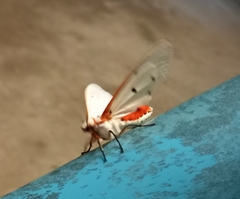 Spilarctia subcarnea