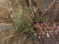 Pellaea myrtillifolia