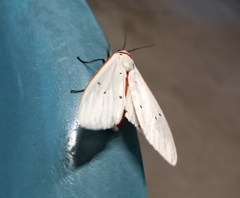 Spilarctia subcarnea