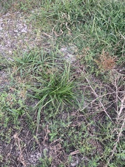 Cyperus esculentus
