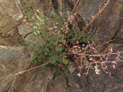 Pellaea myrtillifolia