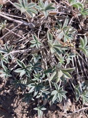 Lupinus lepidus