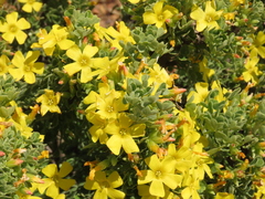 Oxalis virgosa