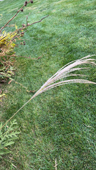 Miscanthus sinensis
