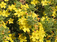Oxalis virgosa