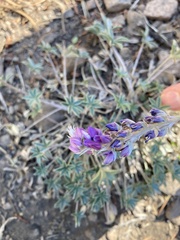 Lupinus lepidus