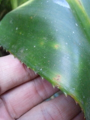 Pandanaceae