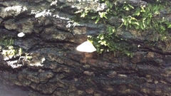 Volvariella bombycina