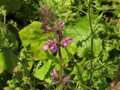Stachys truncata