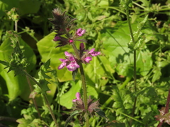 Stachys truncata