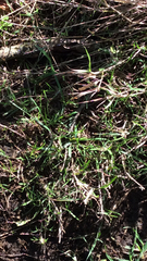 Cenchrus clandestinus