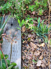 Trachylepis capensis