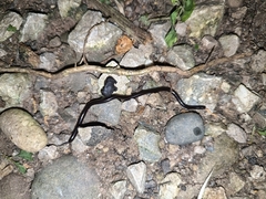 Indotyphlops braminus