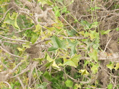 Vasconcellea chilensis