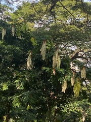 Maniltoa browneoides