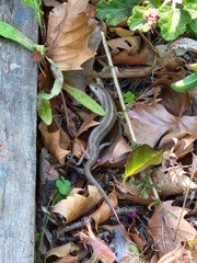 Trachylepis capensis