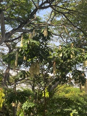 Maniltoa browneoides