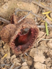 Hydnora africana