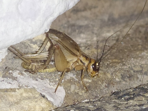 svrček domový (Acheta domesticus)