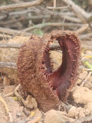 Hydnora africana