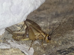 Acheta domesticus