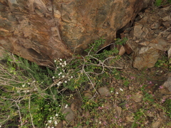 Vasconcellea chilensis