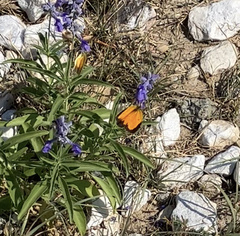 Salvia farinacea