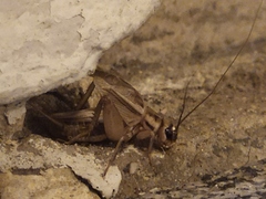 Acheta domesticus